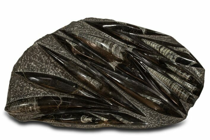 Polished Fossil Orthoceras (Cephalopod) Plate - Morocco #338375